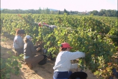 vendanges02g