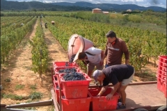 vendanges07g
