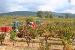vendanges12g