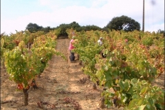 vendanges15g