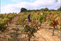 vendanges16g