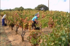 vendanges18g