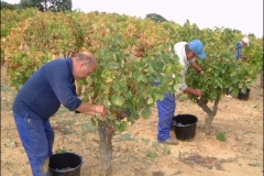 vendanges20g