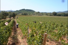 vendanges21g